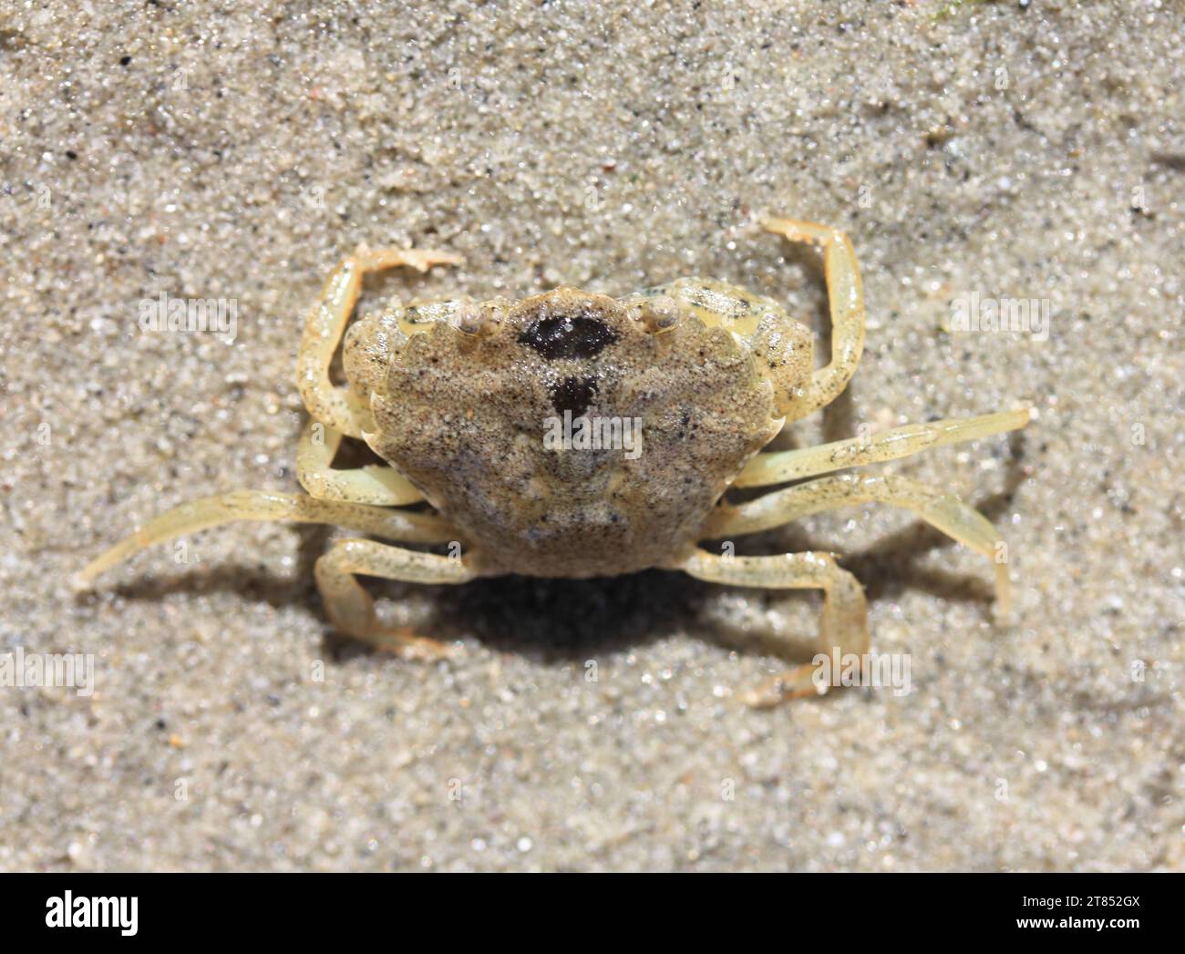 a close-up of a little beach crab (Carcinus maenas) Stock Photo
