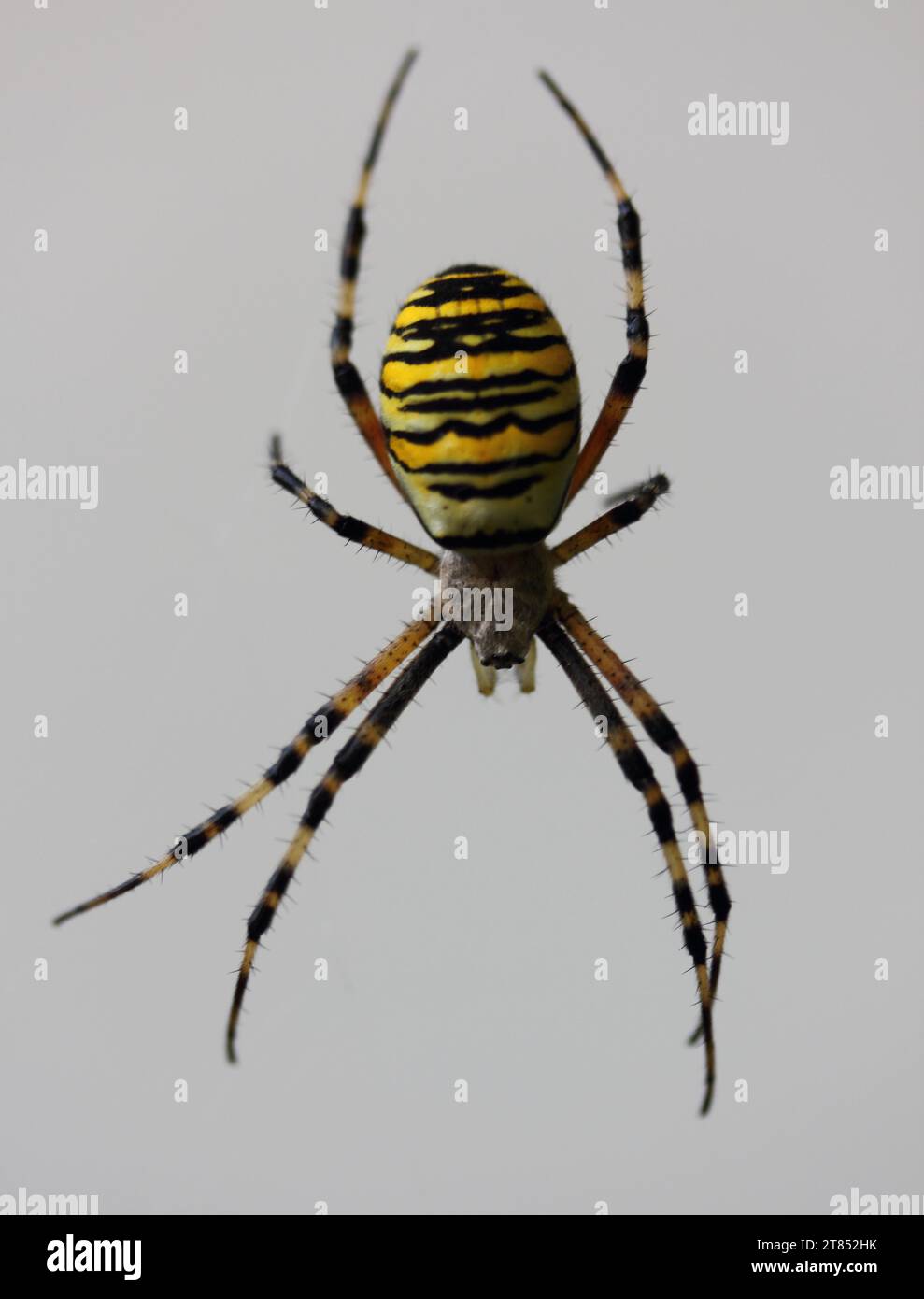 Argiope bruennichi (wasp spider) is a species of orb-web spider distributed throughout central Europe, northern Europe, north Africa, parts of Asia, t Stock Photo