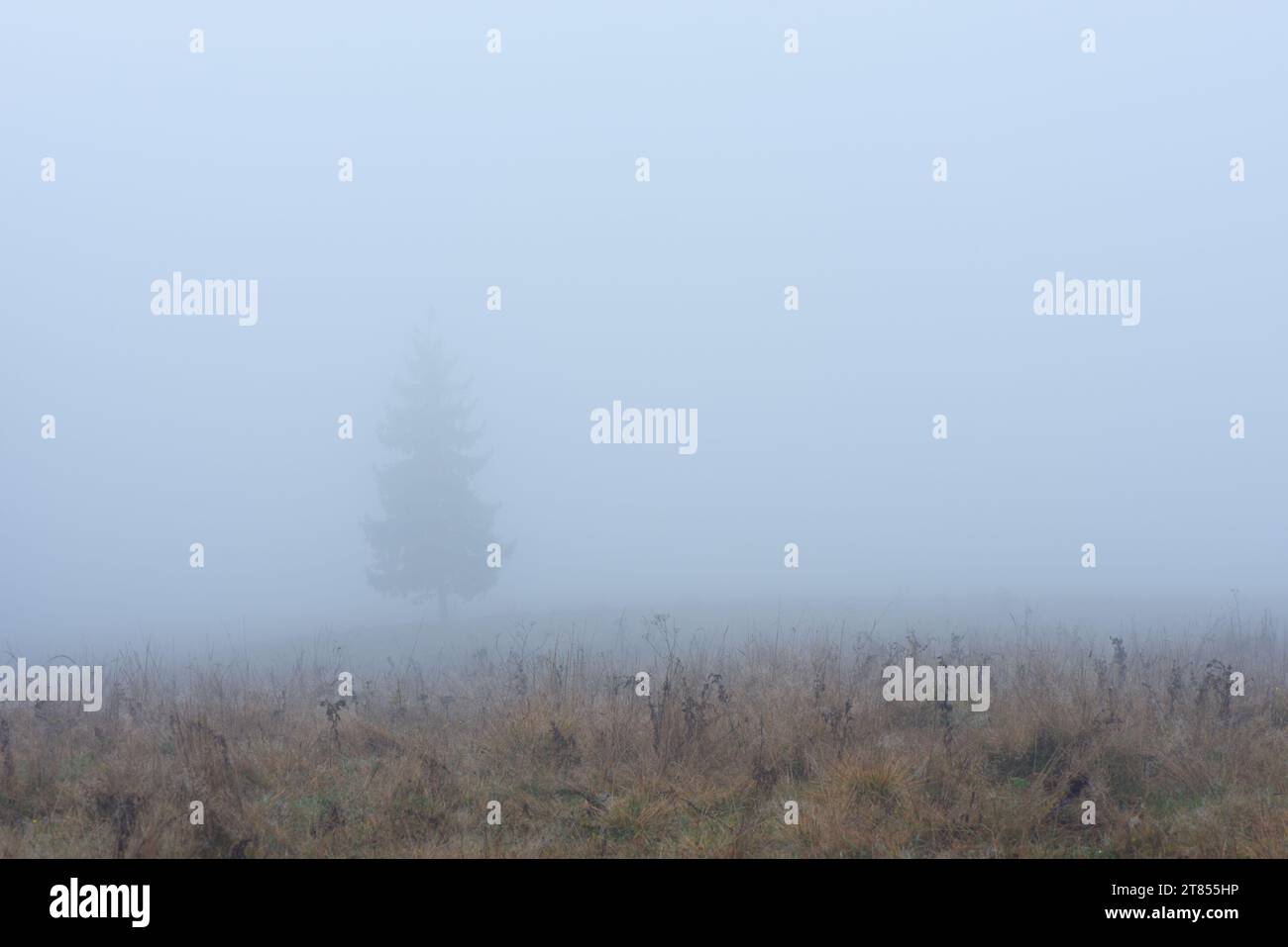 Autumn landscape. Lonely spruce in the fog Stock Photo - Alamy