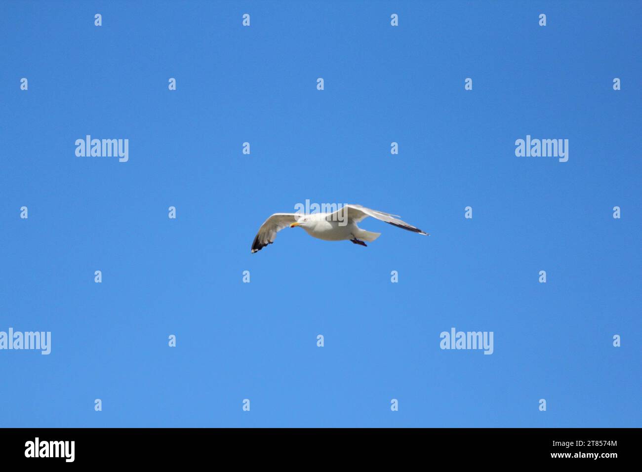 Close-up of a flying gull, with blue sky in the background Stock Photo