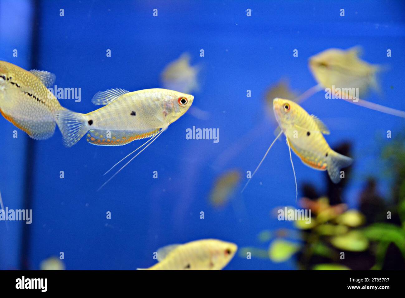 Red small group tropical fish hi-res stock photography and images - Alamy