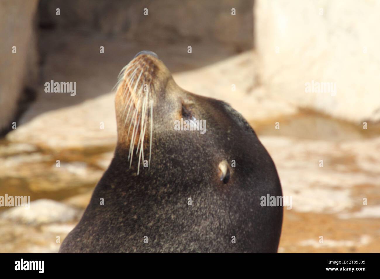 The California sea lion (Zalophus californianus) is a coastal eared seal native to western North America Stock Photo