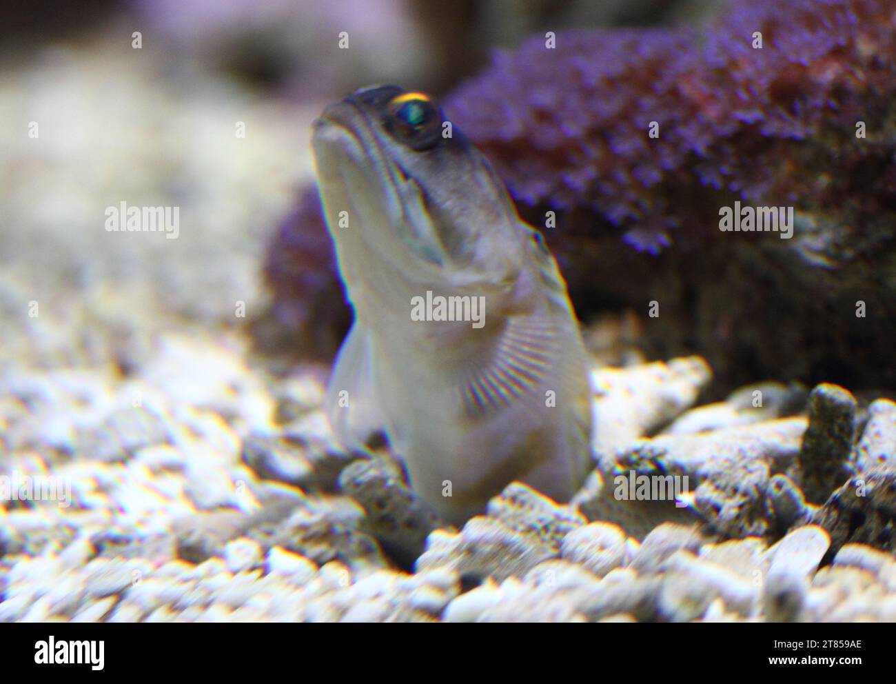 Opistognathidae, the jawfishes, are a family of fishes classified within the order Perciformes, suborder Percoidei Stock Photo