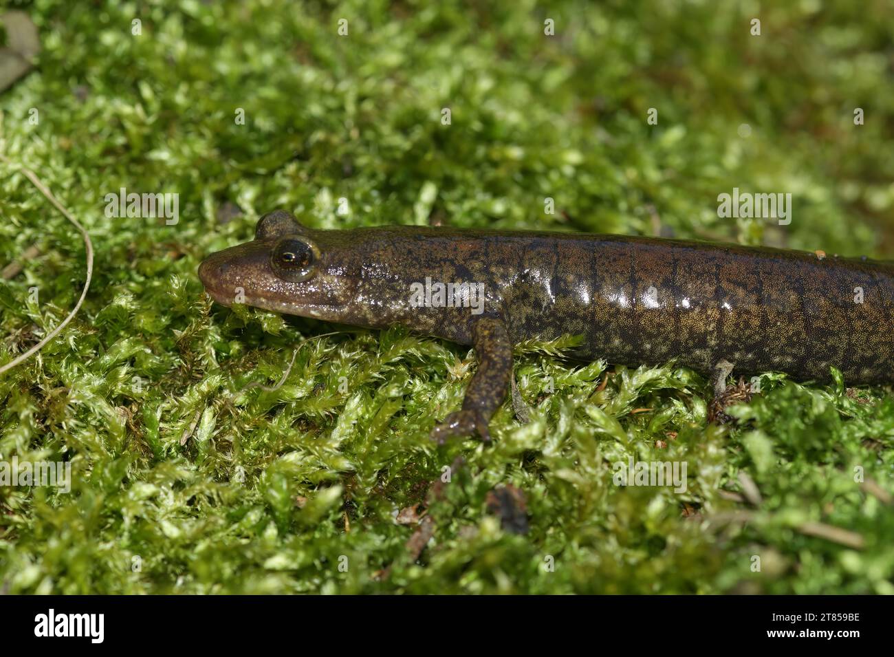 Natural closeup on a North American blackbelly dusky salamander ...