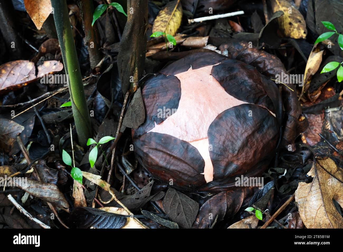 Close up of Rafflesia flower bud in the nature Stock Photo