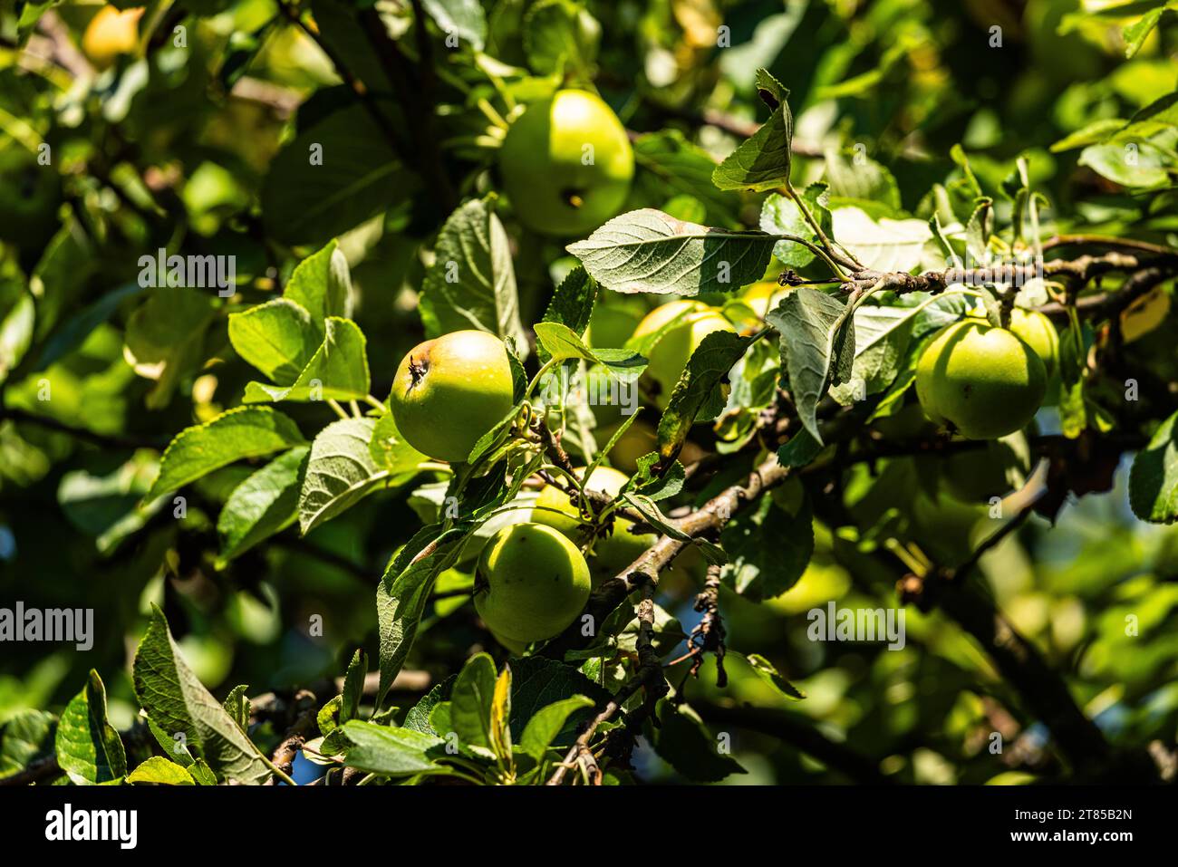 Obstbaum An einem Obstbaum wachsen grüne Äpfel. Moutier, Schweiz, 22.07.2023 *** Fruit tree Green apples grow on a fruit tree Moutier, Switzerland, 22 07 2023 Credit: Imago/Alamy Live News Stock Photo