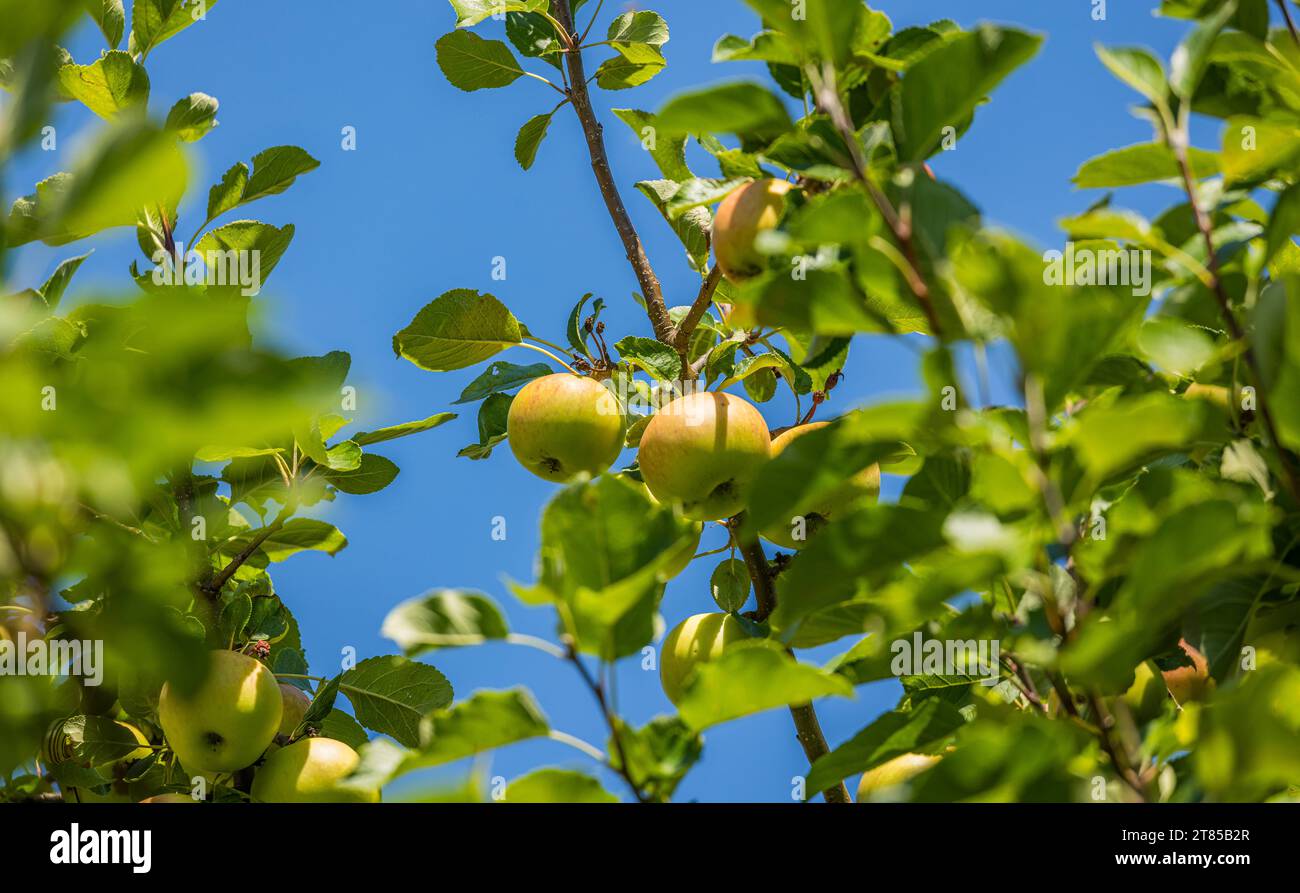 Obstbaum An einem Obstbaum wachsen grüne Äpfel. Moutier, Schweiz, 22.07.2023 *** Fruit tree Green apples grow on a fruit tree Moutier, Switzerland, 22 07 2023 Credit: Imago/Alamy Live News Stock Photo