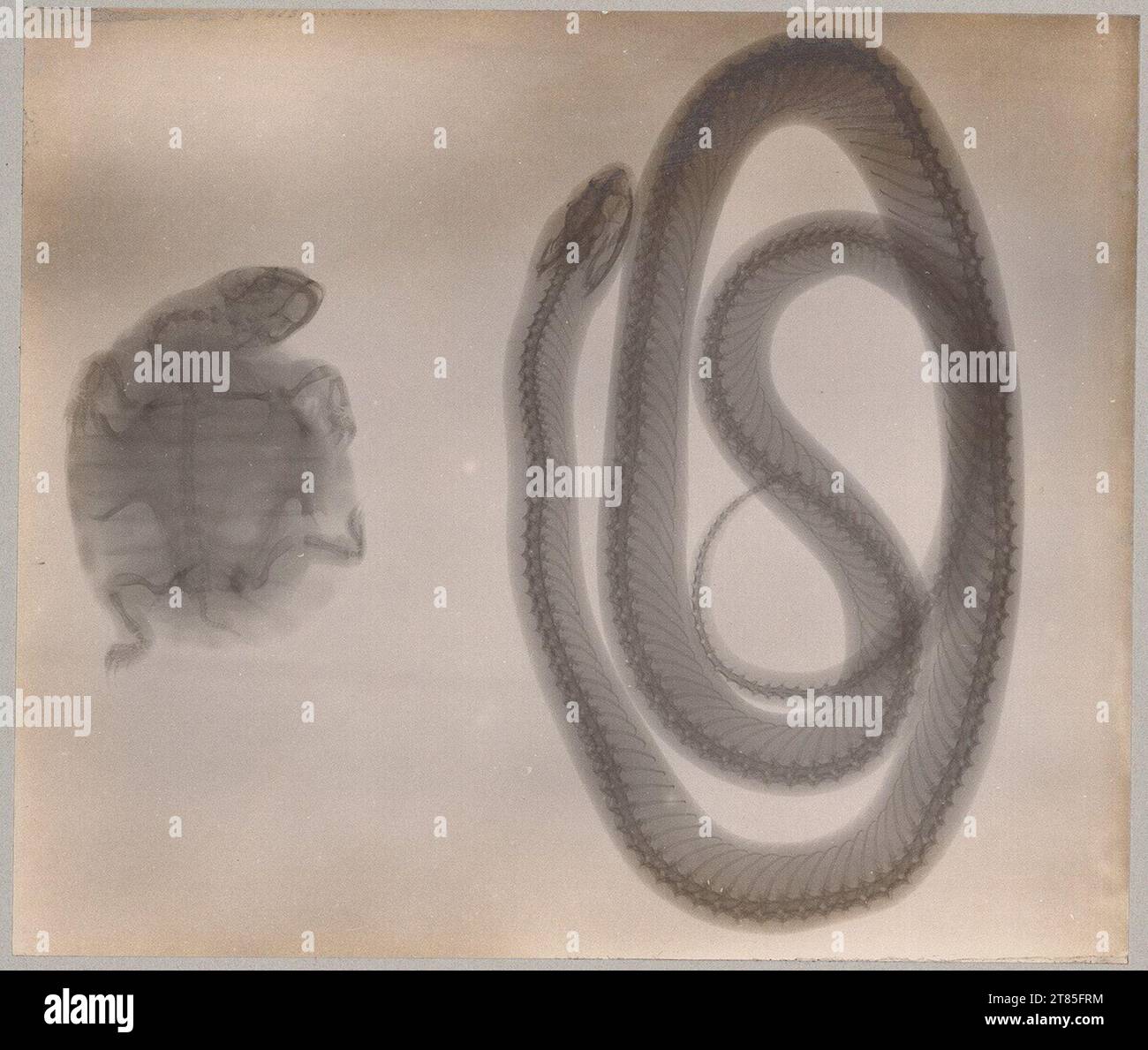 Walter König X -ray: turtle and snake. Glossy collection (bromaryt paper), on the box box 1896 , 1896 Stock Photo