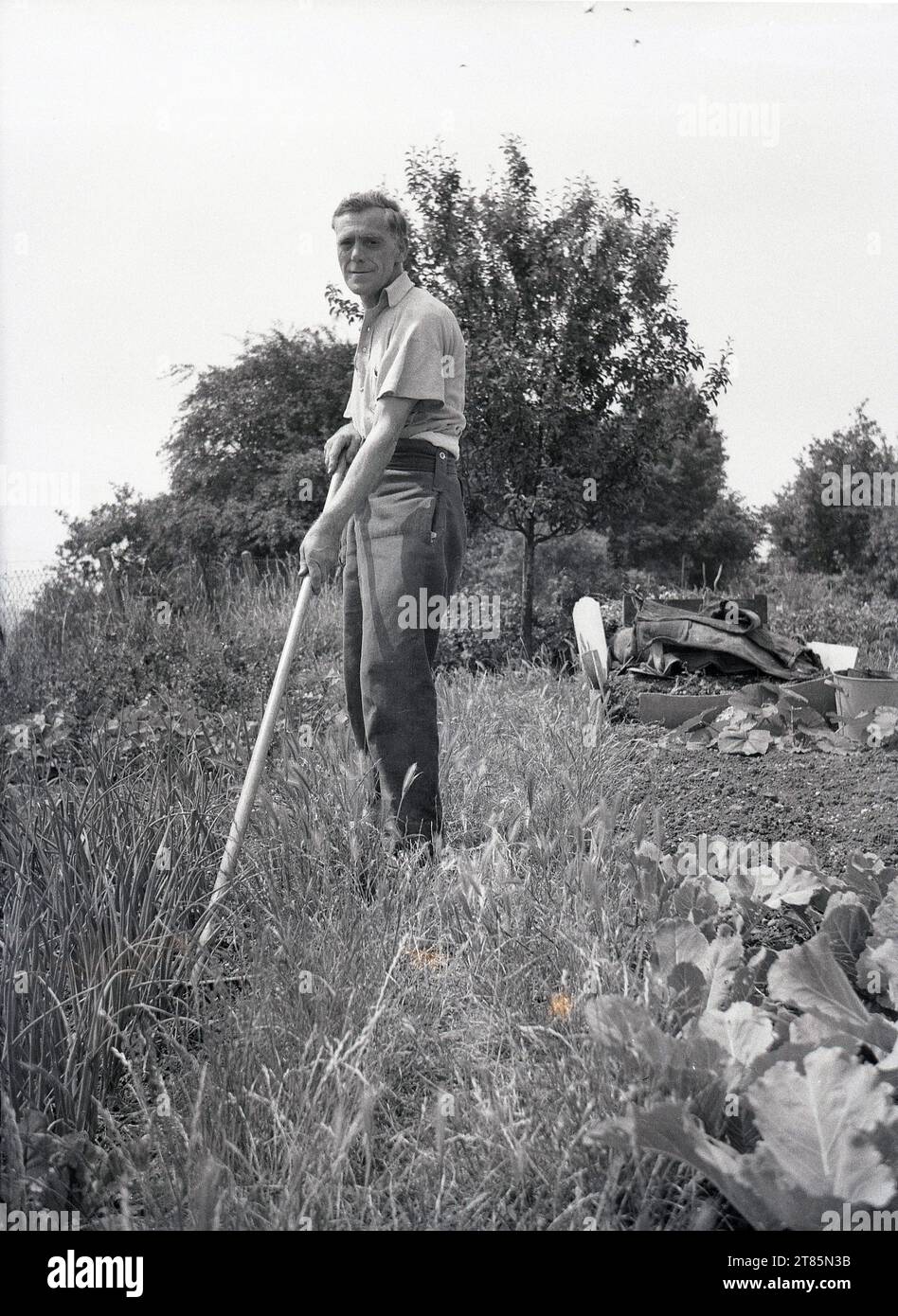 1950s, historical, man gardening using a long wooden handled rake