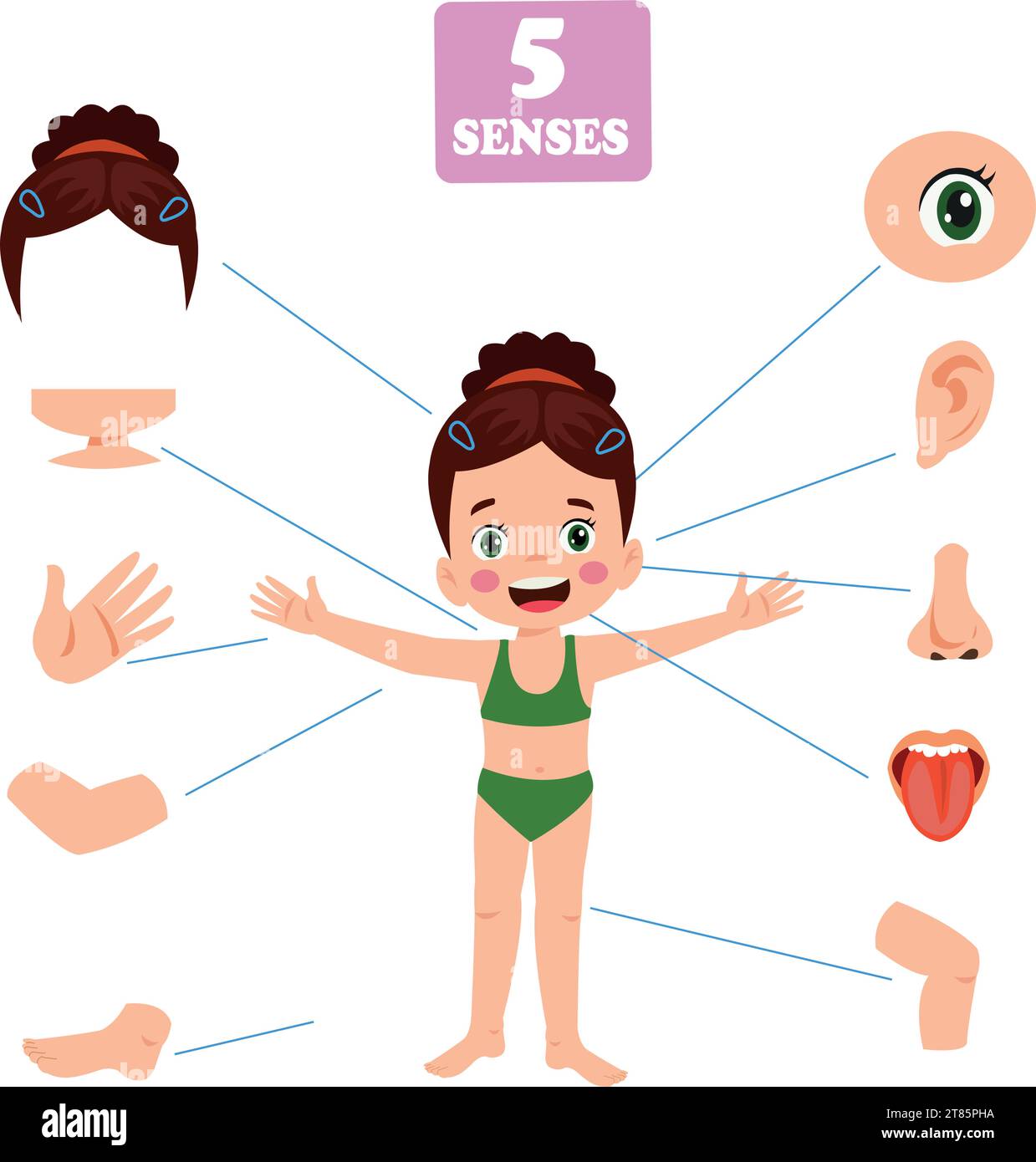 Five Senses Concept With Human Organs Stock Vector Image & Art - Alamy