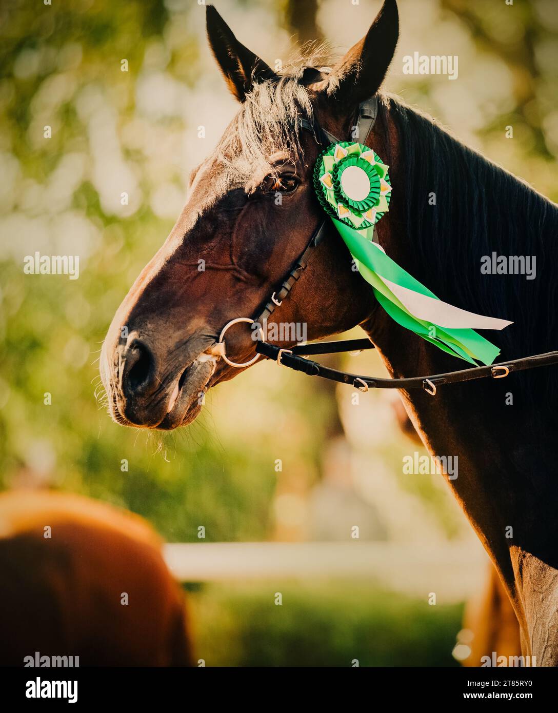 Portrait of a beautiful bay horse with a green rosette on the bridle on a sunny summer day. The horse won the equestrian competition. Equestrian sport Stock Photo