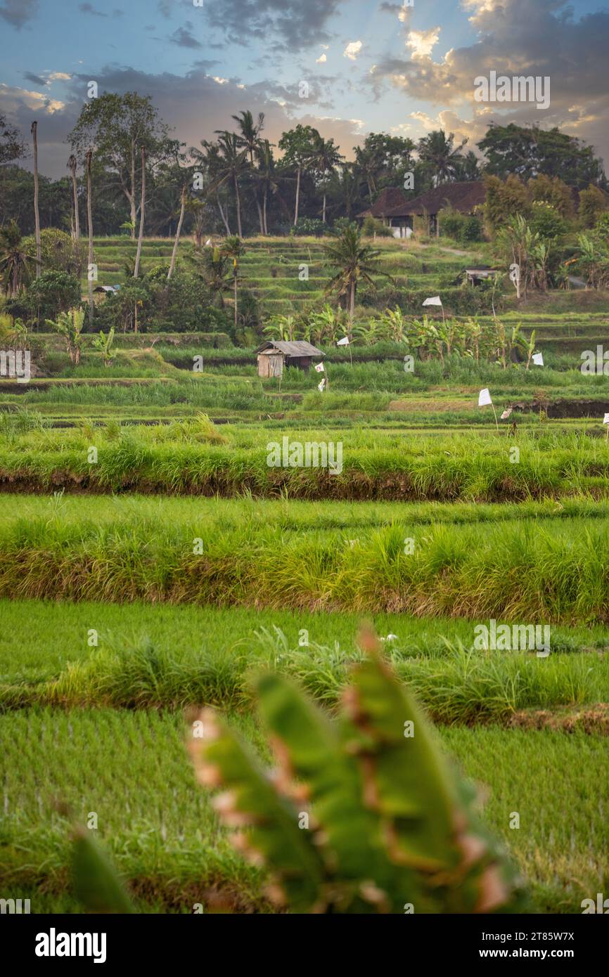Balinese sunrise: Young rice terraces in the calm morning light of Indonesia. Nice green Bali Stock Photo