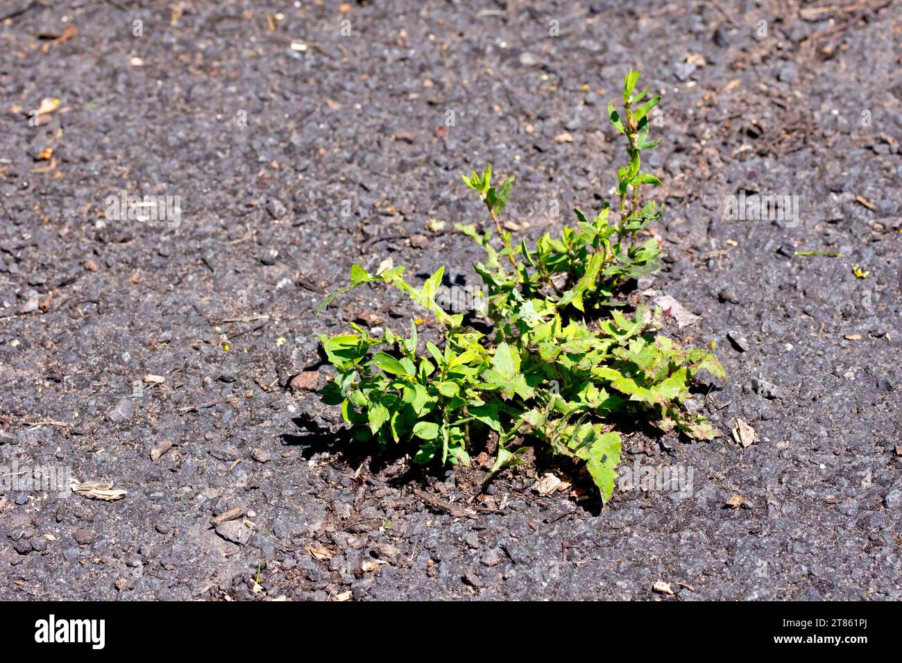 Knotgrass (polygonum aviculare), close up of a plant growing alongside Dandelion leaves (taraxacum officinale) from a crack in a tarmac path. Stock Photo
