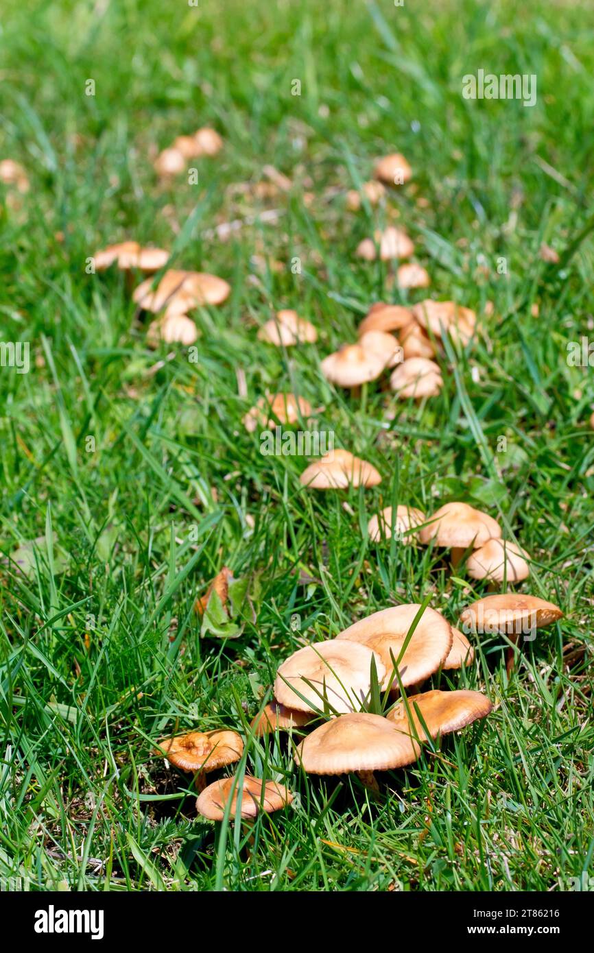 Close up of part of a curving line of mushrooms, the fruiting bodies of fungi, coming up through the grass of a local park. Stock Photo