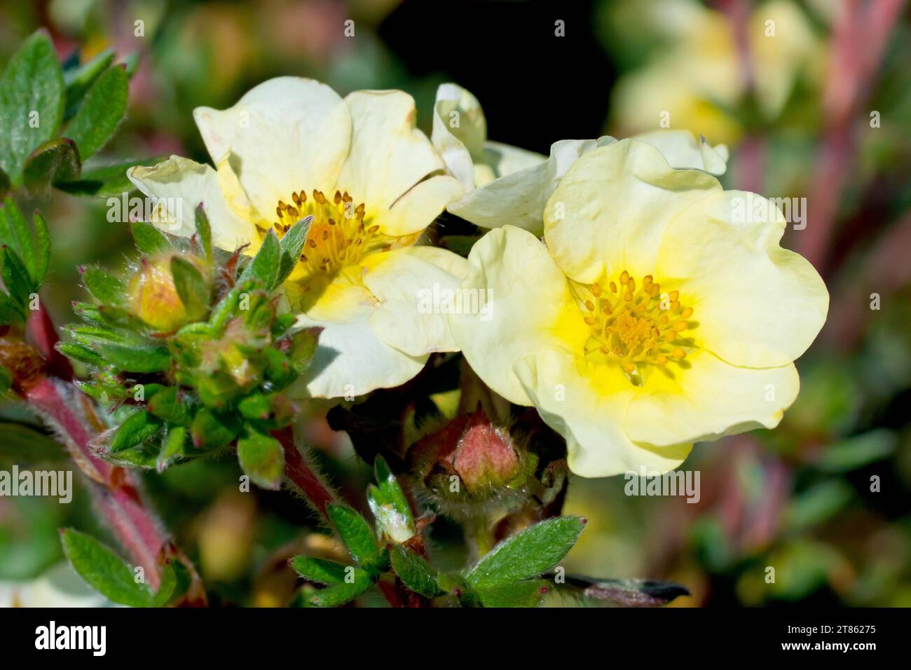 Shrubby Cinquefoil (potentilla fruticosa), close up showing the pale yellow flowers of this particular cultivar of the commonly plant shrub. Stock Photo