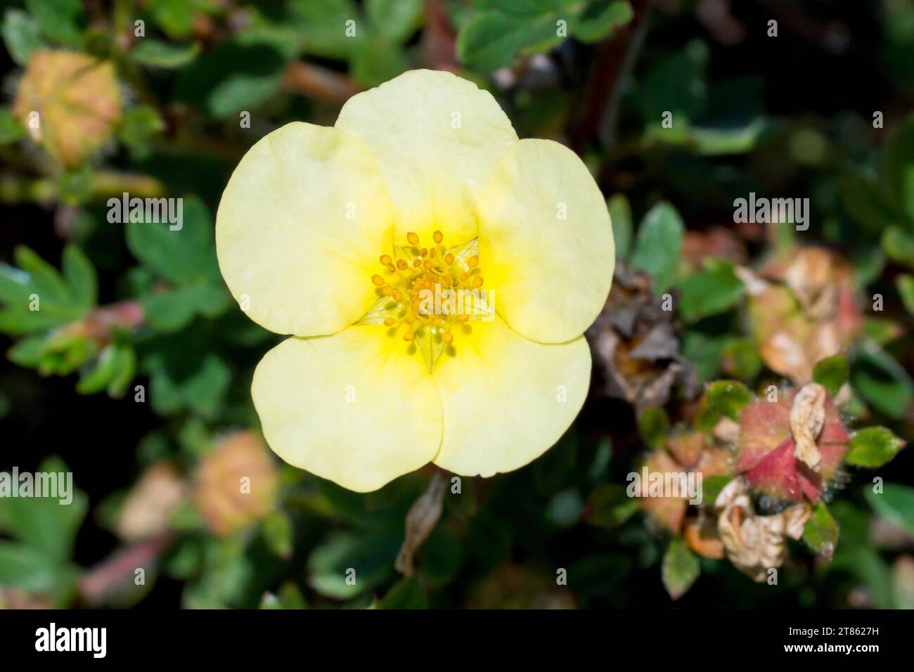 Shrubby Cinquefoil (potentilla fruticosa), close up showing the pale yellow flowers of this particular cultivar of the commonly plant shrub. Stock Photo