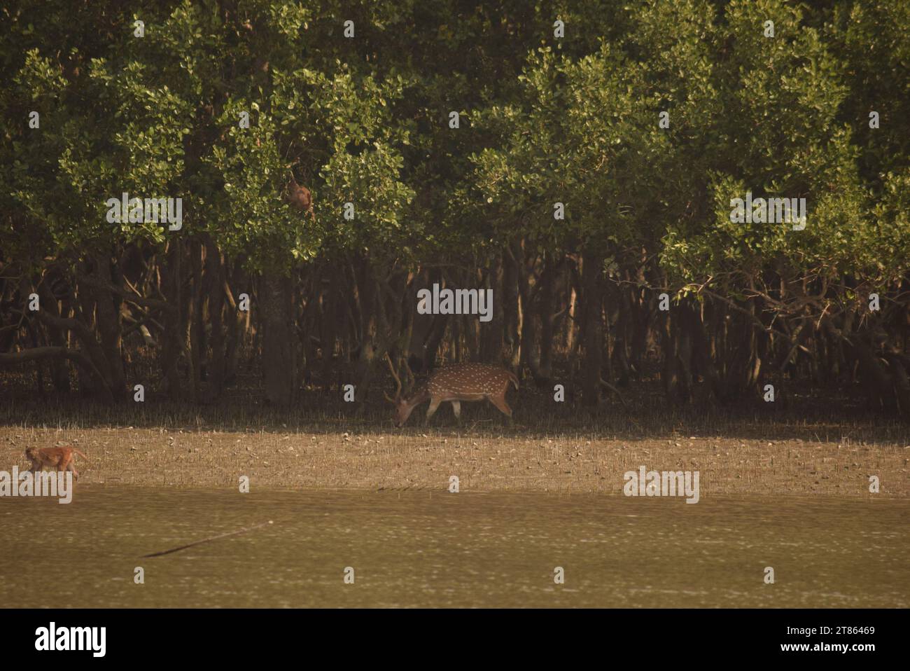 Mammals of bangladesh hi-res stock photography and images - Alamy
