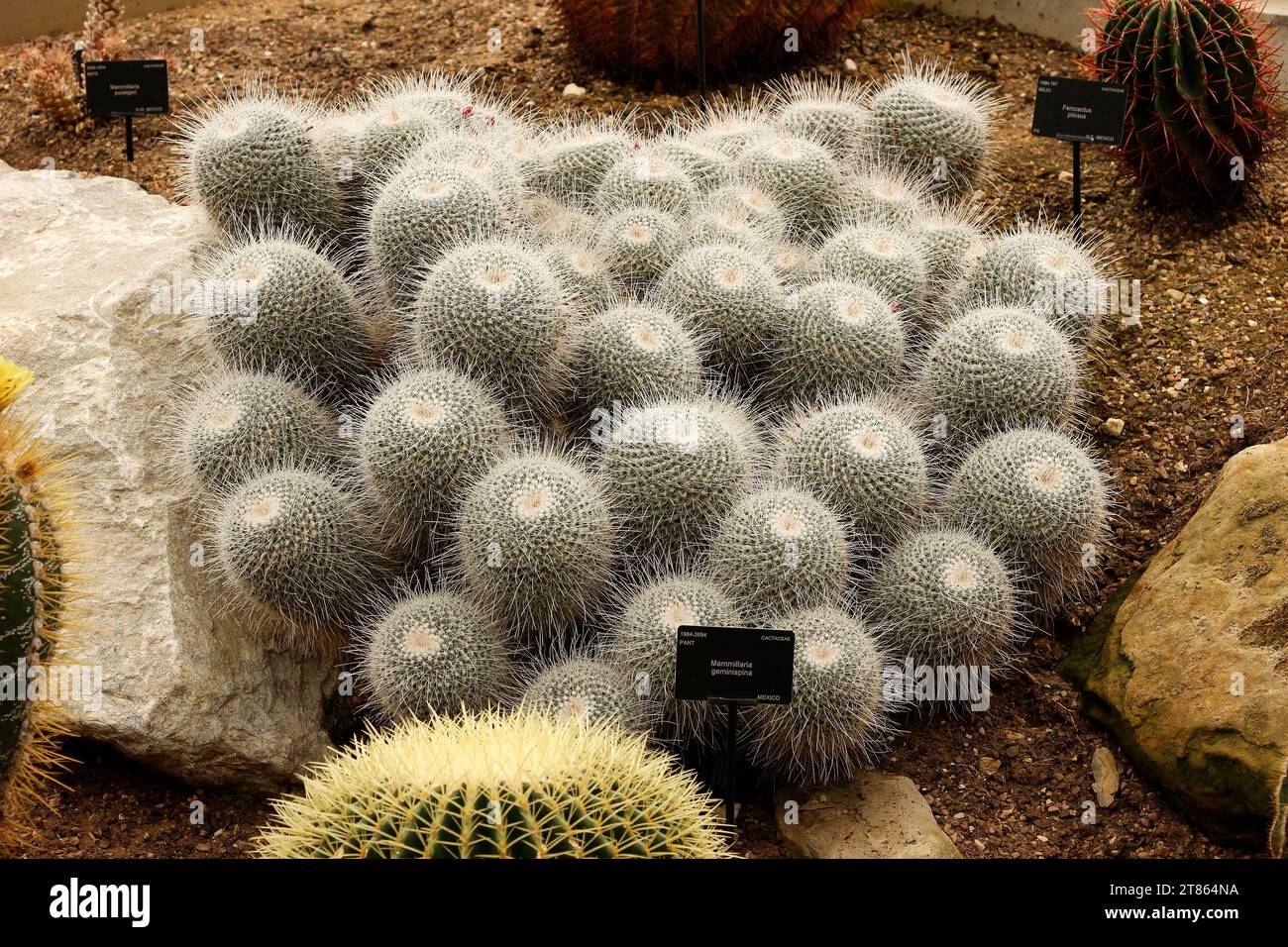 Mammillaria geminispina ‘Twin-spined Cactus’ [Royal Botanic Gardens Kew] Stock Photo