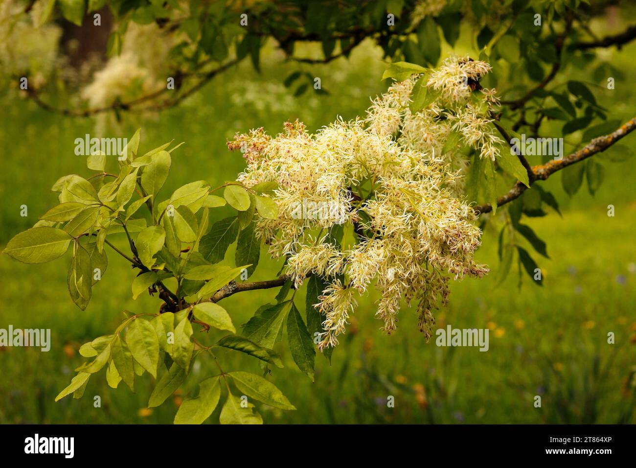 Fraxinus bungeana ‘Bunge Ash’ [Royal Botanic Gardens Kew] Stock Photo