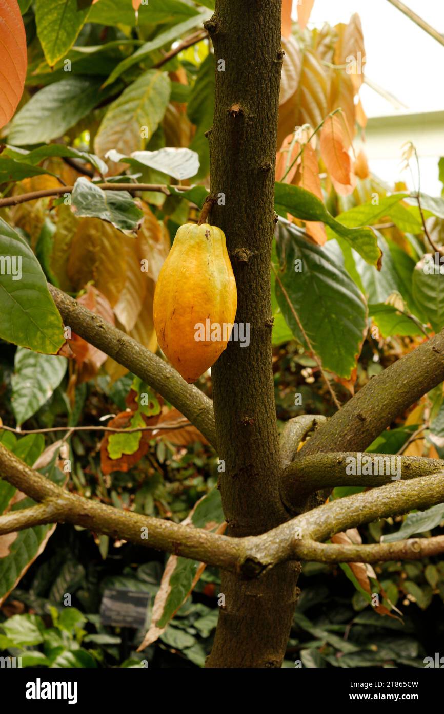 Theobroma cacao ‘Cacao Tree’ [Royal Botanic Gardens Kew] Stock Photo