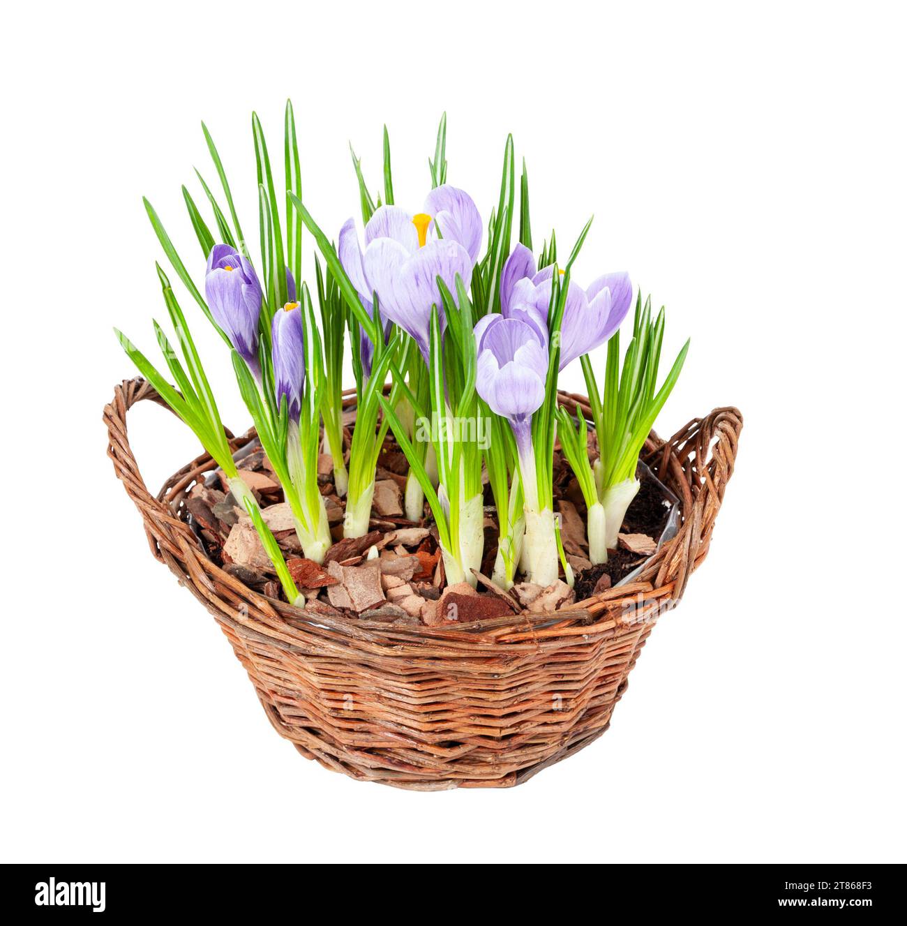 Several purple crocuses blooming in decorative basket isolated over white background Stock Photo