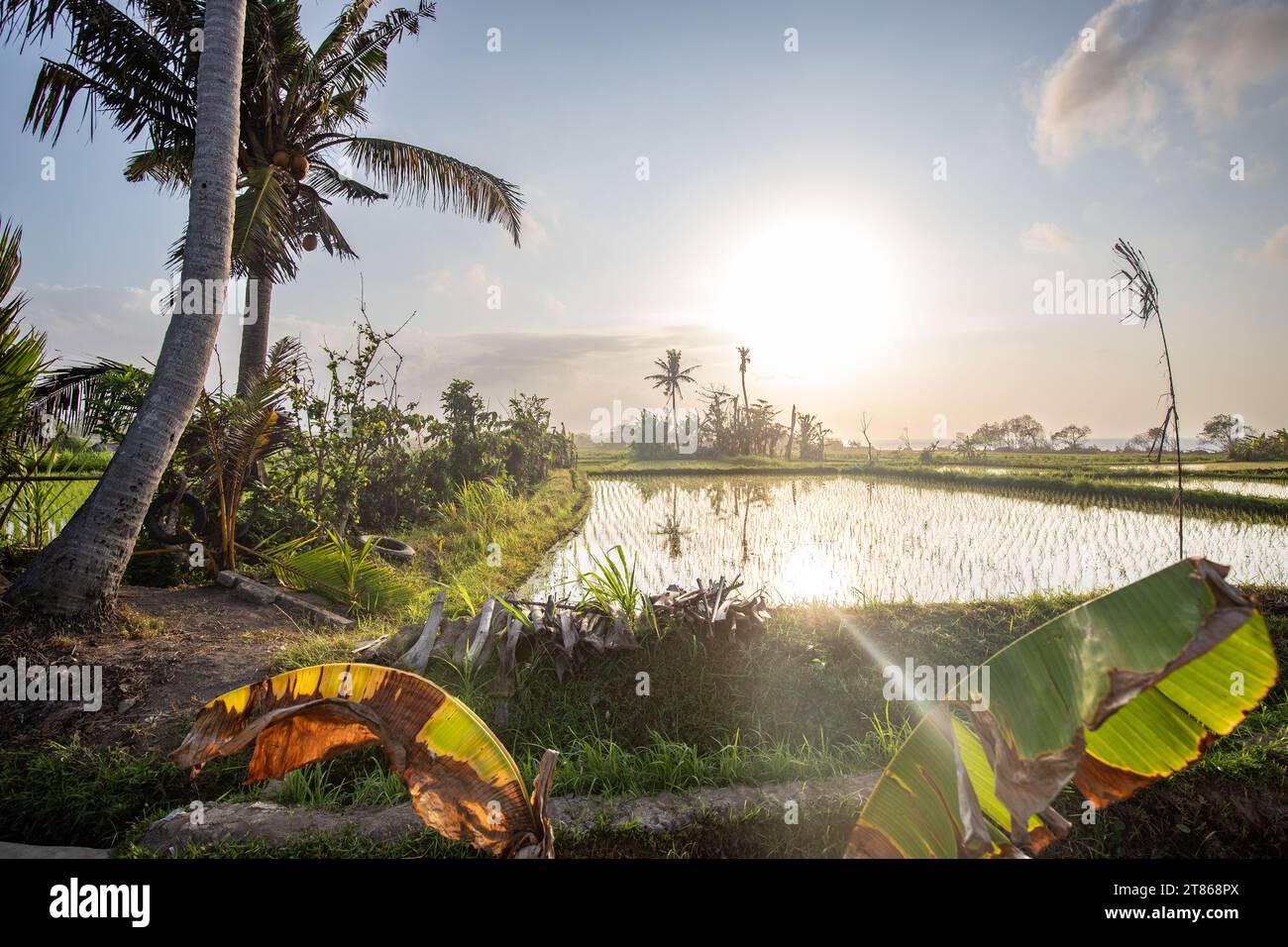 Balinese sunrise: Young rice terraces in the calm morning light of Indonesia. Nice green Bali Stock Photo