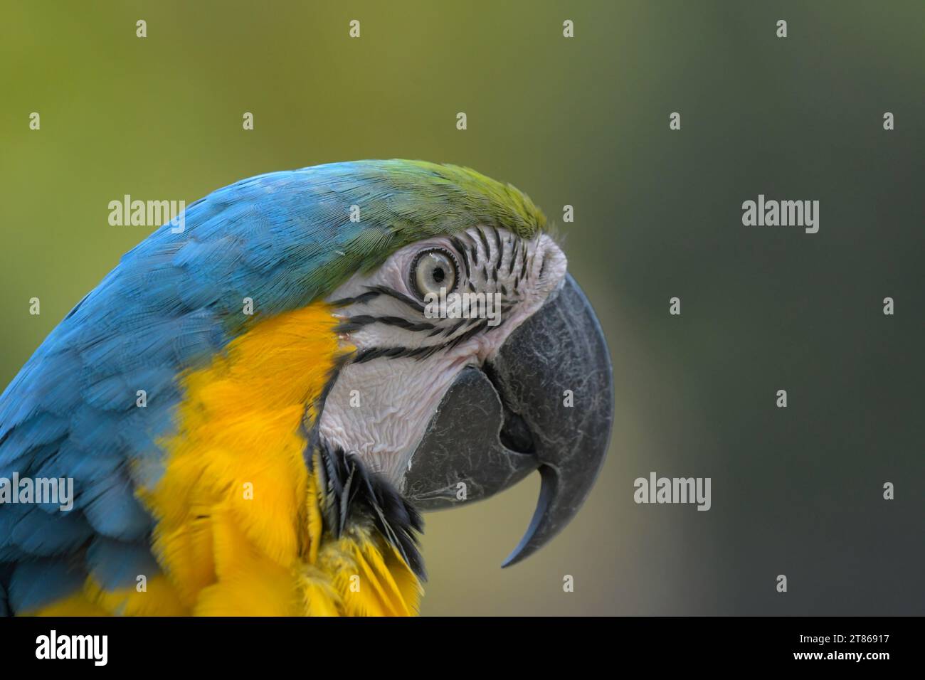 Blue and yellow macaw (Ara ararauna) an exotic bird in zoo Stock Photo