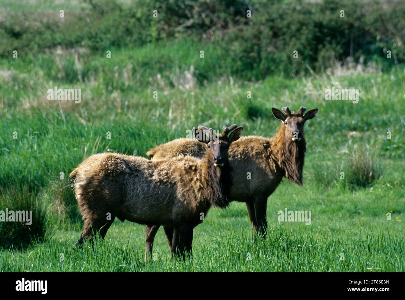 Roosevelt elk (Cervus canadensis roosevelti), Deans Creek Wildlife Area, Oregon Stock Photo