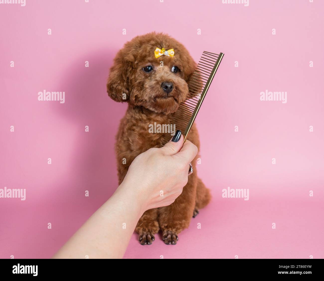 Teacup cheap poodle prijs