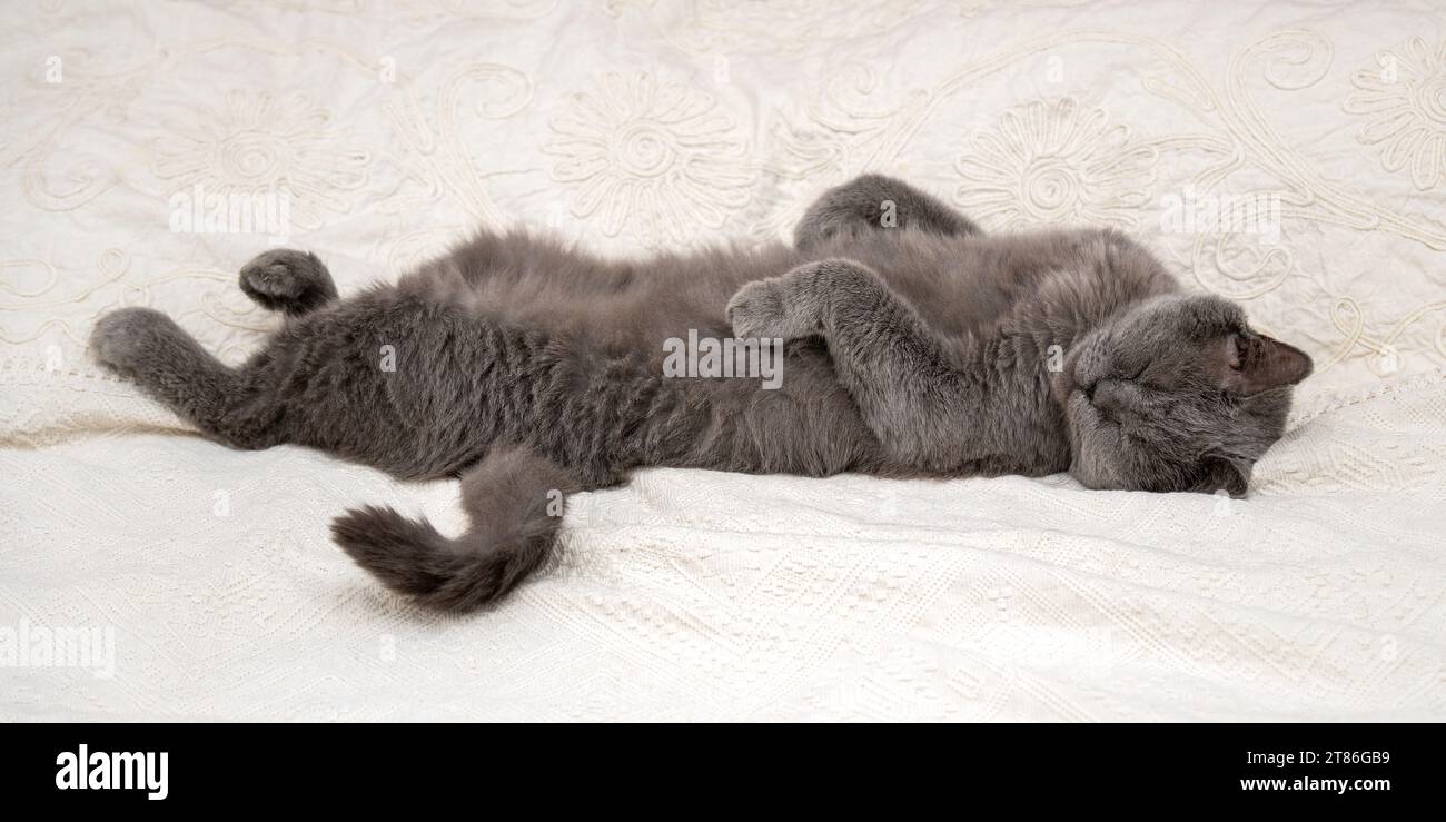 British shorthair grey cat sleeping laying on its back Stock Photo - Alamy