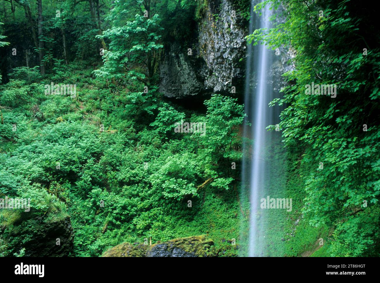 Shellburg Falls, Santiam State Forest, Oregon Stock Photo - Alamy