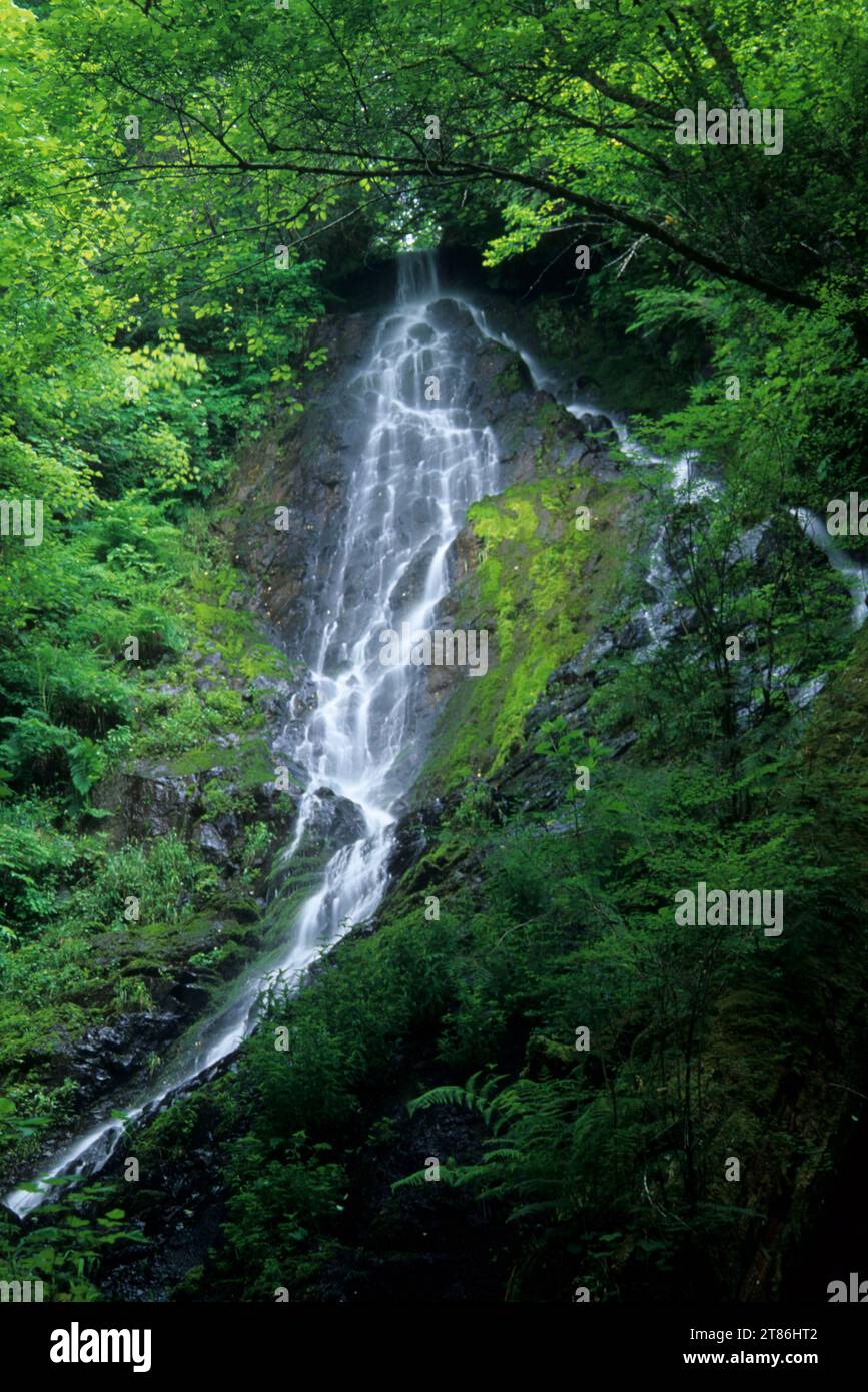 Wilson Falls along Wilson River Trail, Tillamook State Forest, Oregon Stock Photo