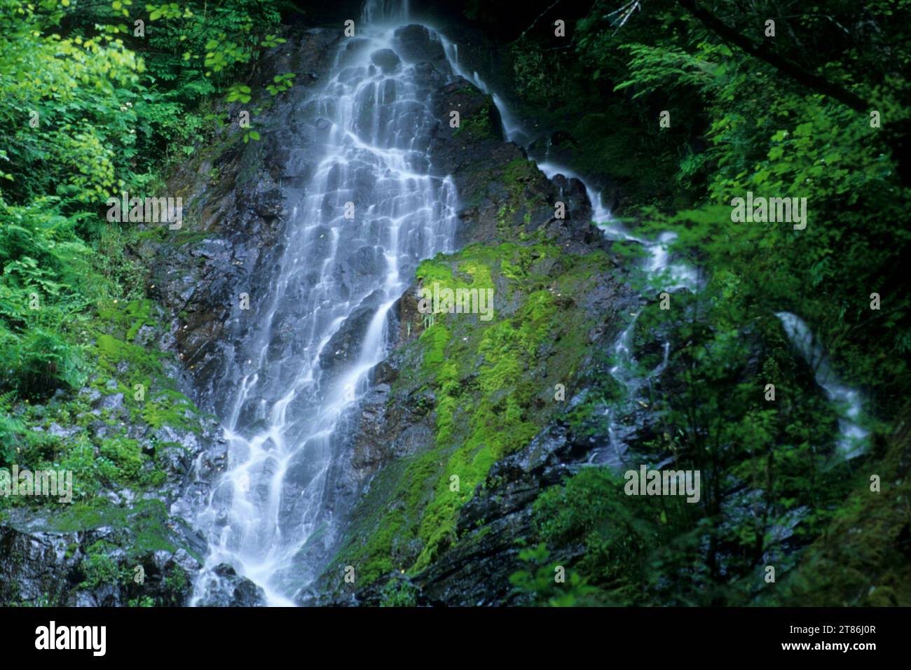 Wilson Falls along Wilson River Trail, Tillamook State Forest, Oregon Stock Photo