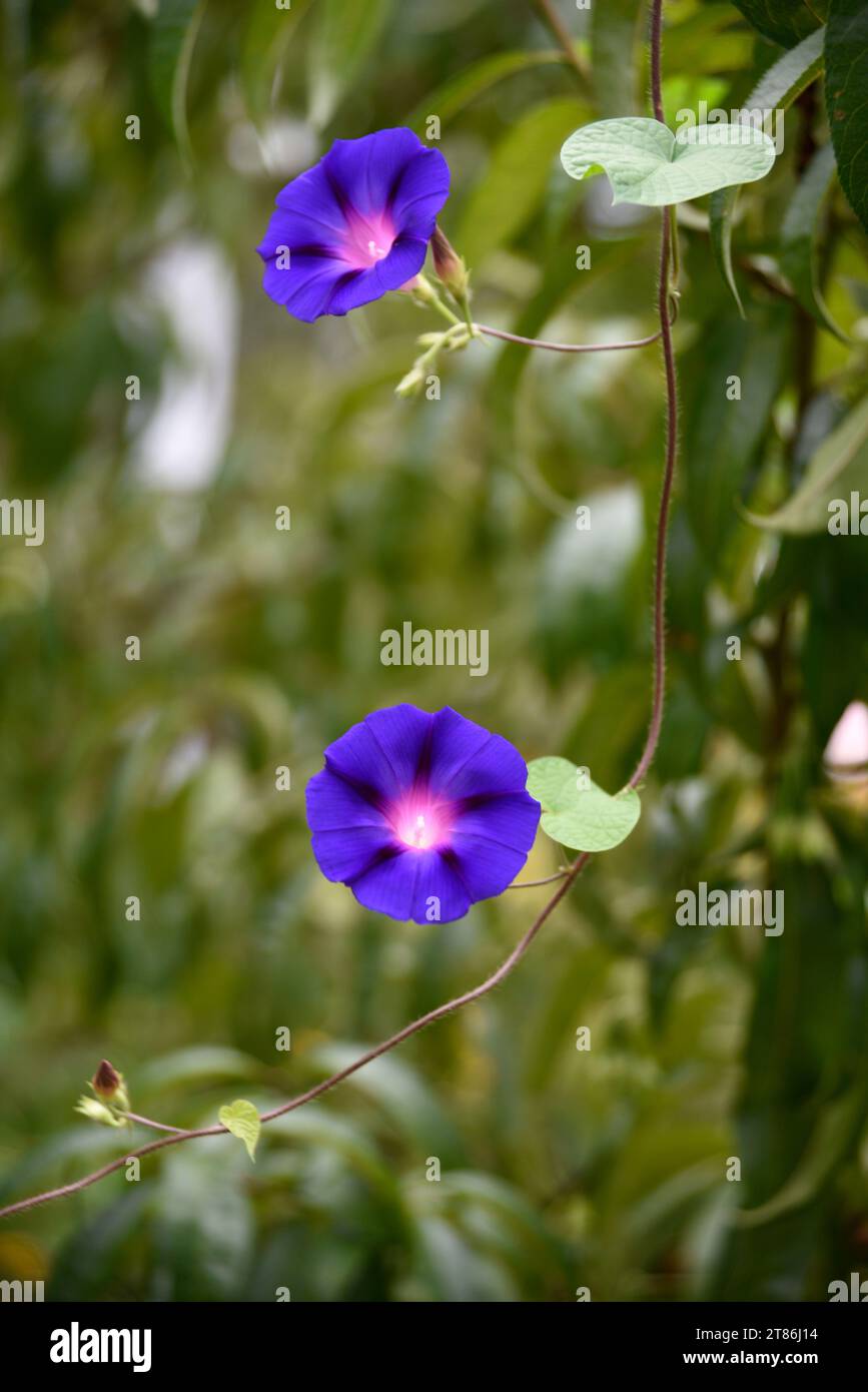 Morning glory (Ipomoea nil) vines and flowers growing in a yard in Abingdon, Virginia. Stock Photo