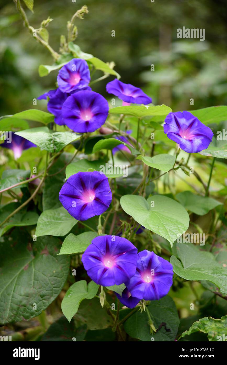 Morning glory (Ipomoea nil) vines and flowers growing in a yard in Abingdon, Virginia. Stock Photo