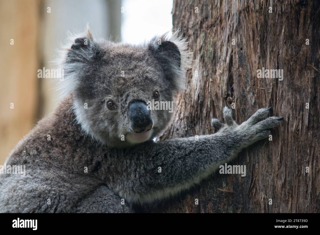 Koala at Great Otway National Park Stock Photo