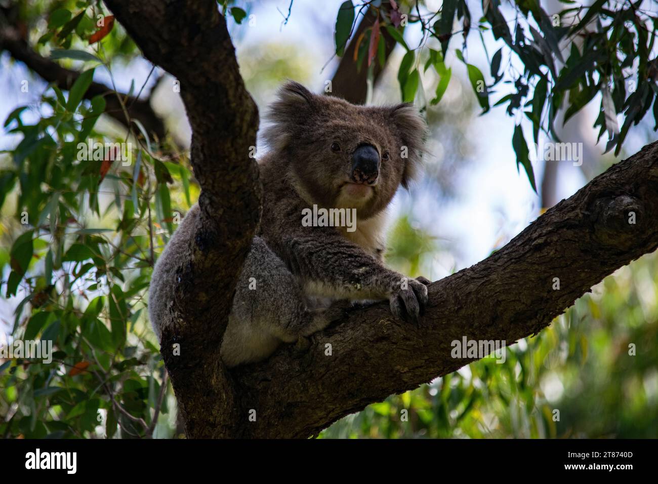 Koala at Great Otway National Park Stock Photo