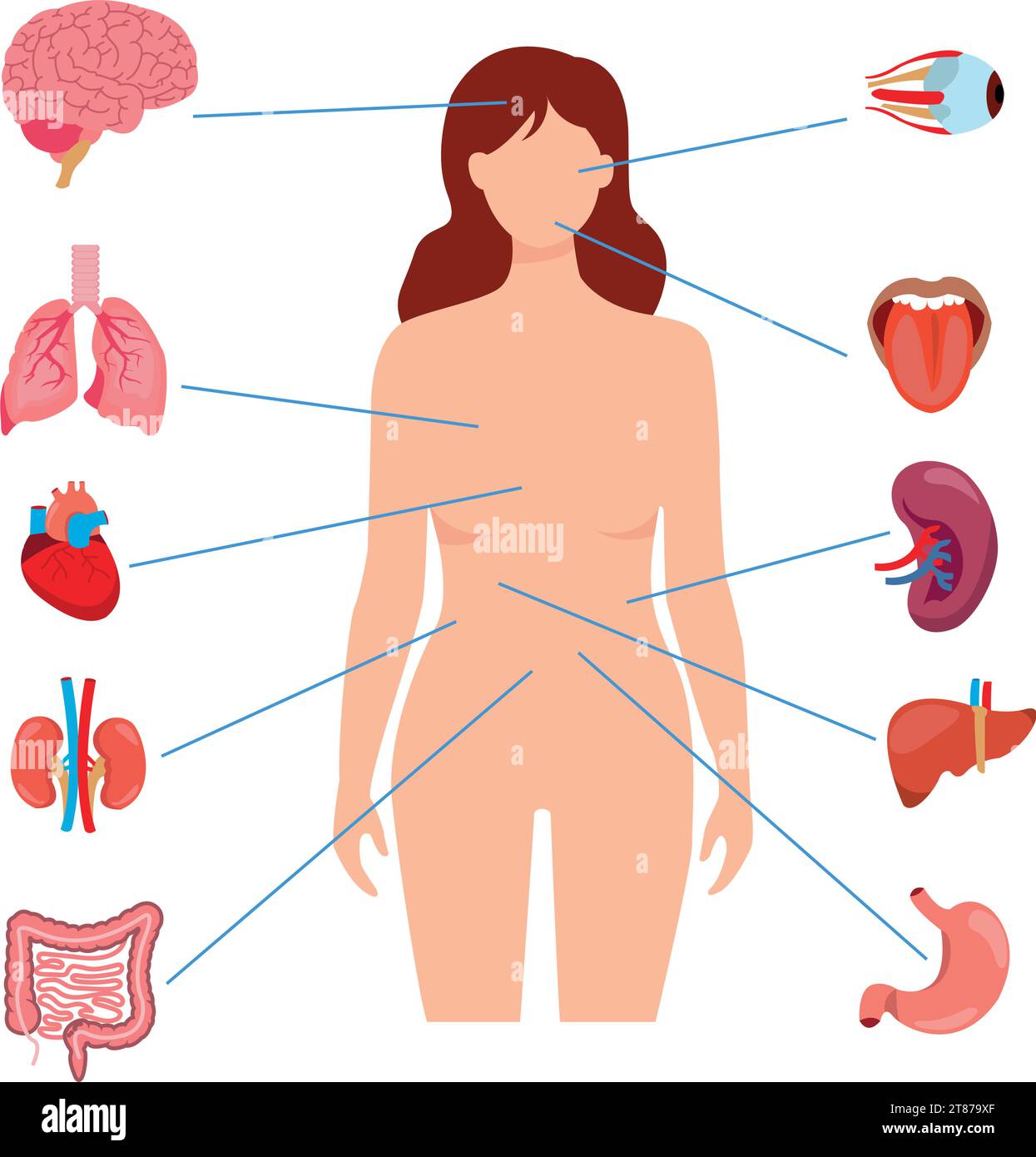 Human anatomy internal organ set with brain, lungs, intestine, heart, kidney, pancreas, spleen, liver and stomach. Vector isolated illustration Stock Vector