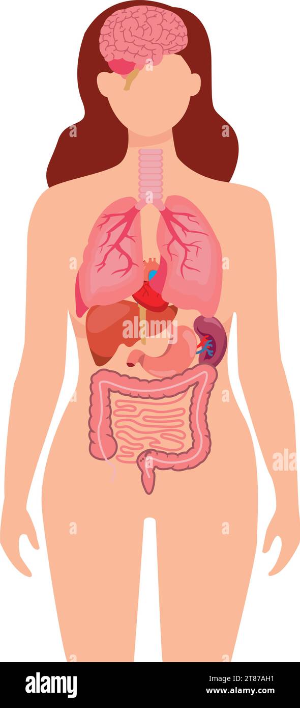 Human anatomy internal organ set with brain, lungs, intestine, heart, kidney, pancreas, spleen, liver and stomach. Vector isolated illustration Stock Vector