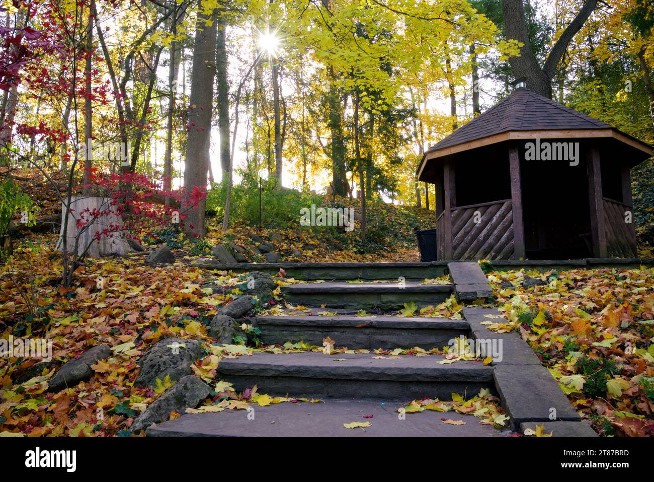 Steps lead to the canopy. Autumn leaf colour in October with lens flare Stock Photo
