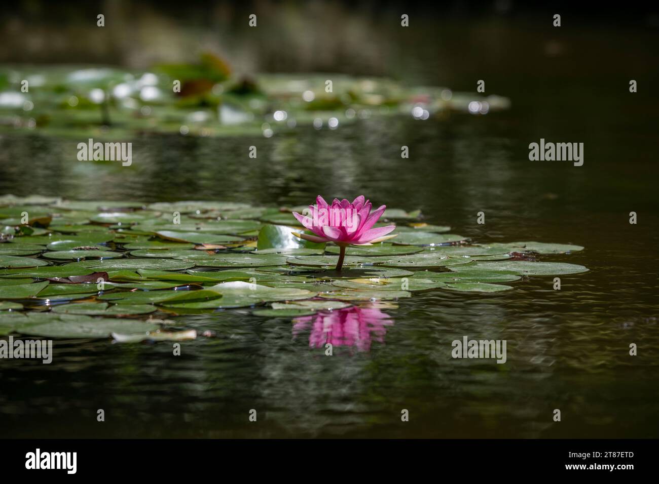 Detail shot of single pink water lily in small pond surrounded by green leaves Stock Photo