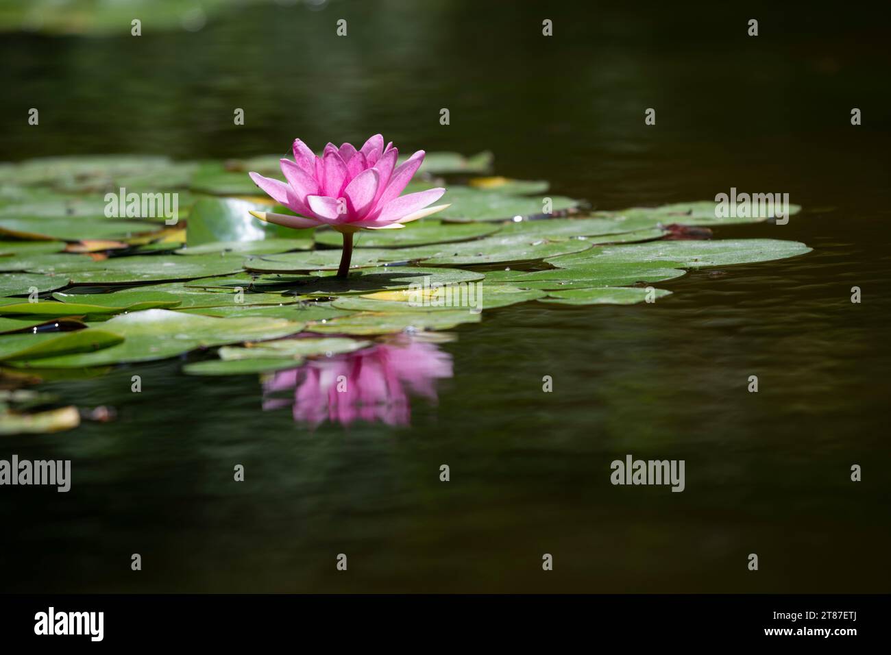 Detail shot of single pink water lily in small pond surrounded by green leaves Stock Photo