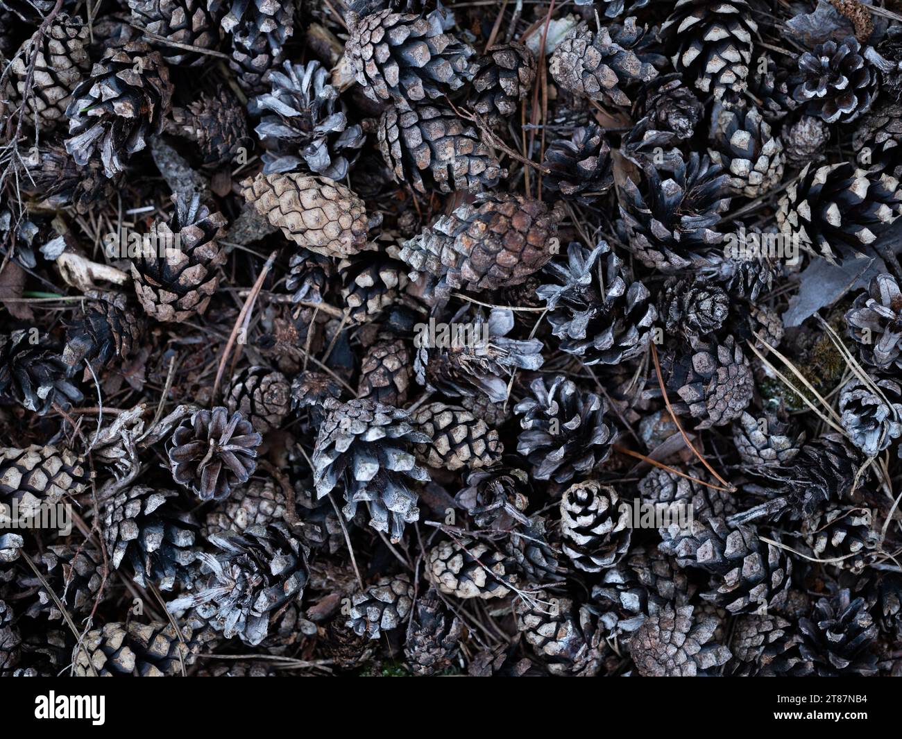 Pine Cones lay Fallen on the Floor Stock Photo