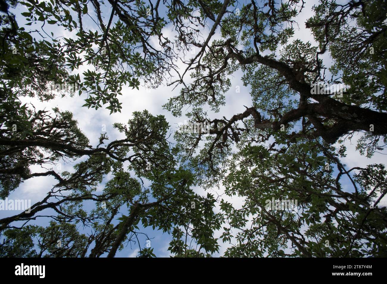 Scalesia trees ( Scalesia pedunculata ) on the island of Santa Cruz in the Galapagos Archipelago in the Pacific Ocean, Ecuador Stock Photo