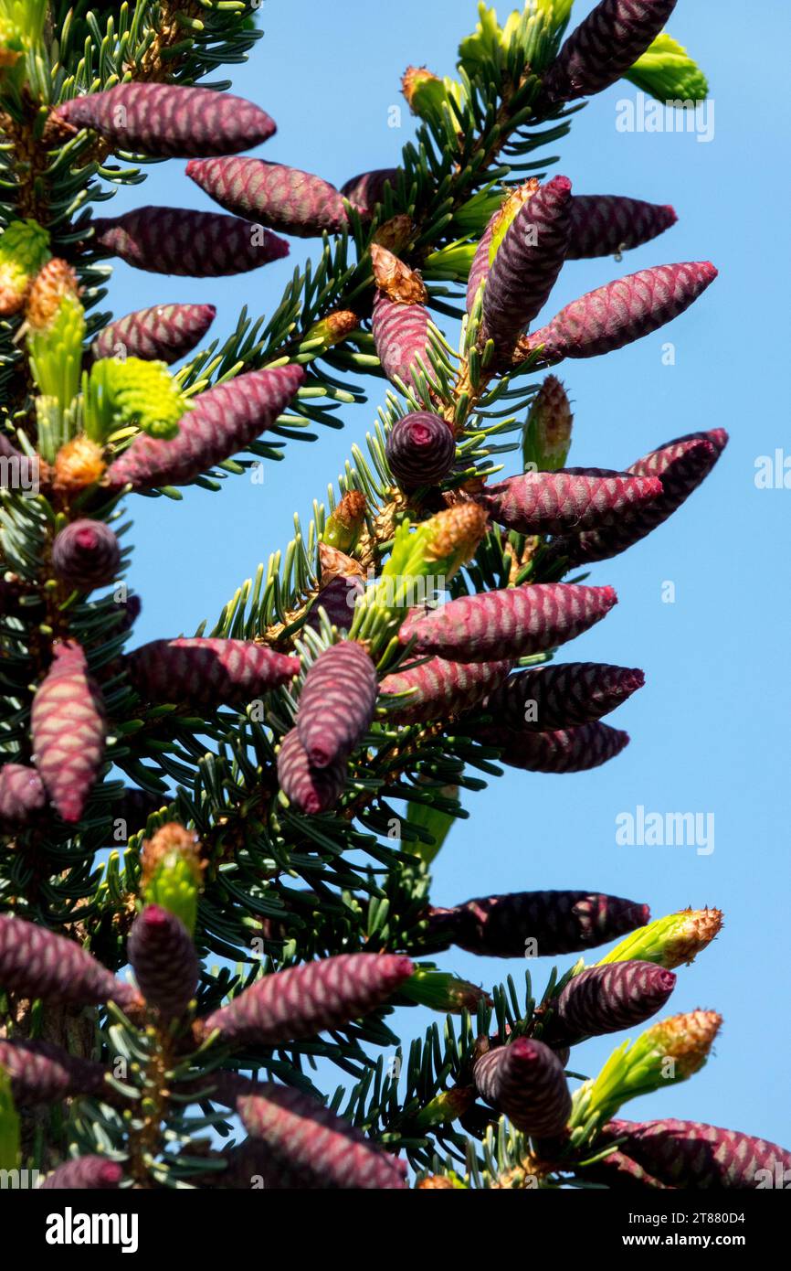Female cones, Serbian Spruce, cones, Spruce, Tree Picea omorika 'Aurea Litomysl' Stock Photo