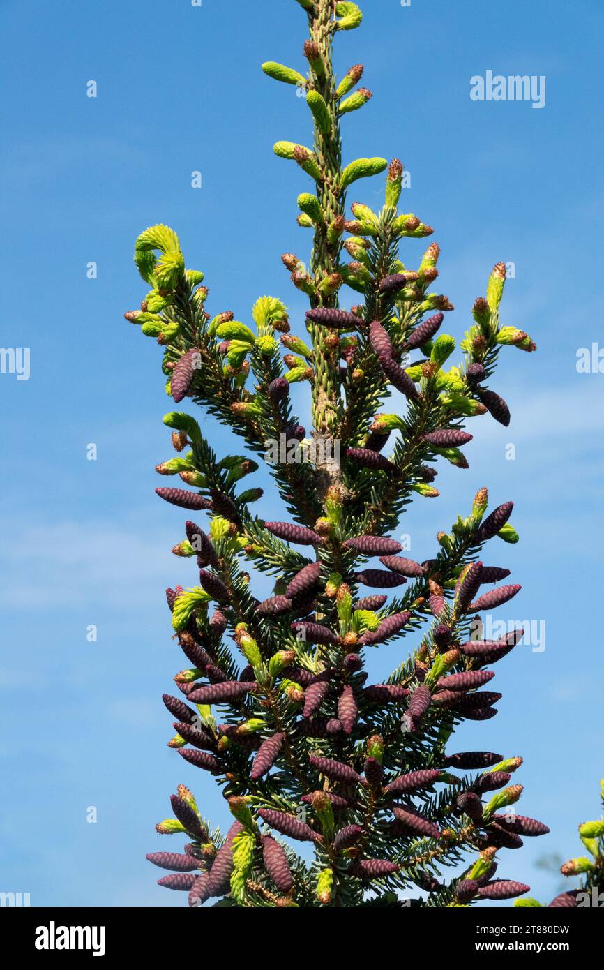 Picea omorika "Aurea Litomysl", Serbian Spruce treetop Stock Photo