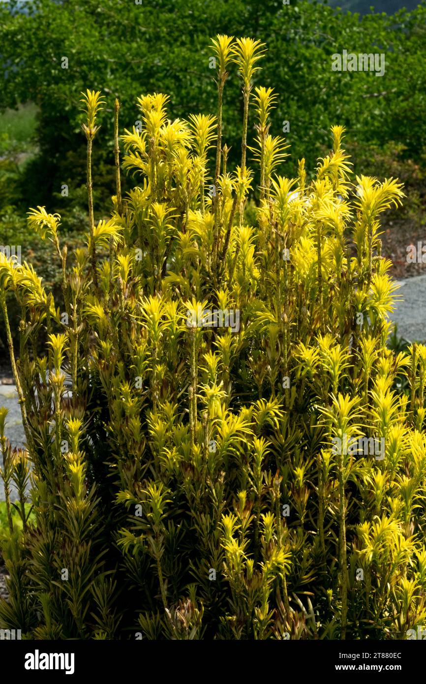 Yellow, branches, Tree, Japanese Plum Yew, Cephalotaxus harringtonii 'Korean Gold' Stock Photo