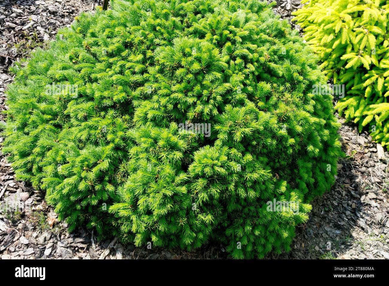 Garden, Conifer, Dwarf, Low, Tiny, Tree, Norway spruce, Picea abies 'Gregoriana' Stock Photo
