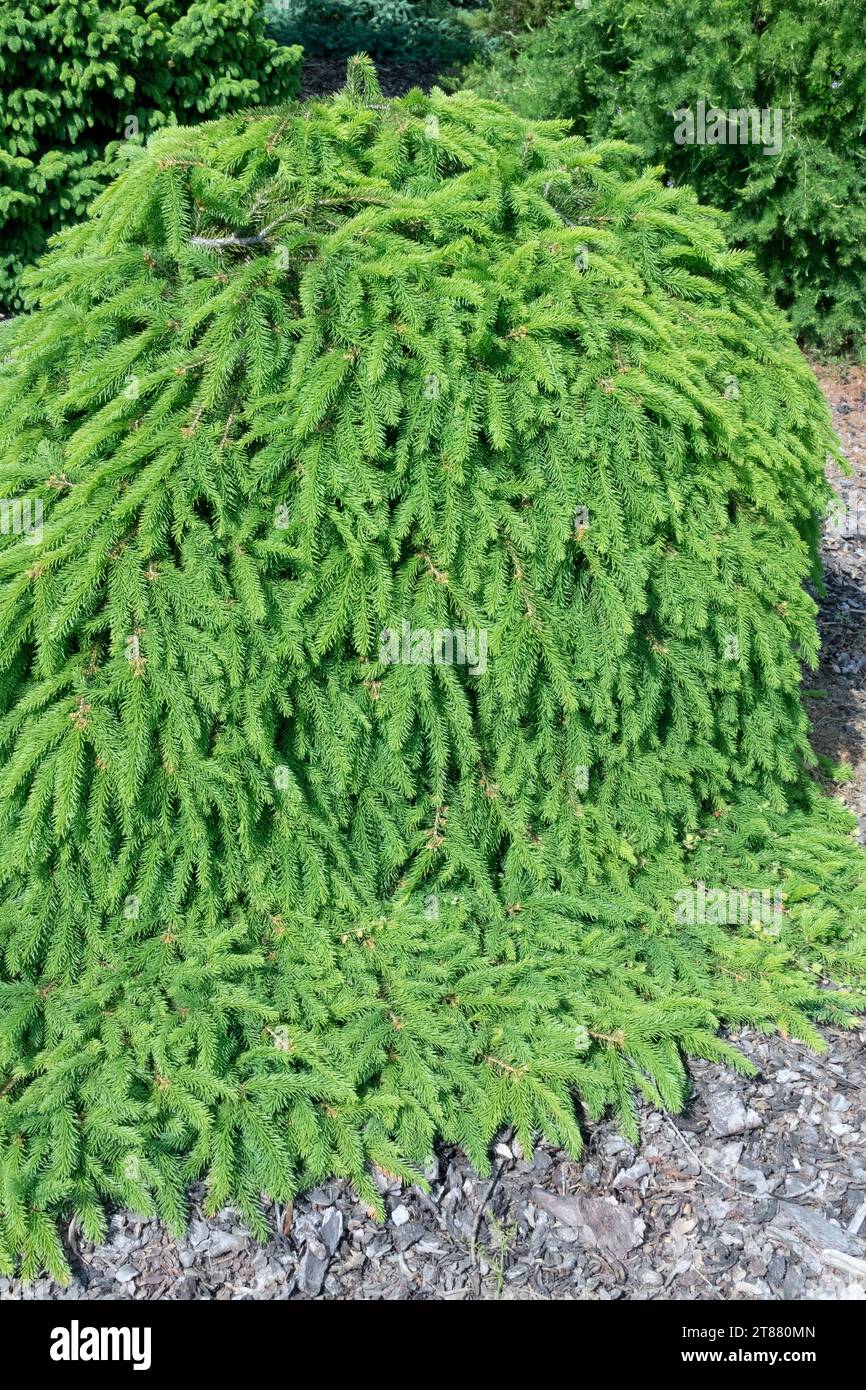Norway spruce, Picea abies 'Formanek' low dense cultivar, prostrate overhanging branches Stock Photo