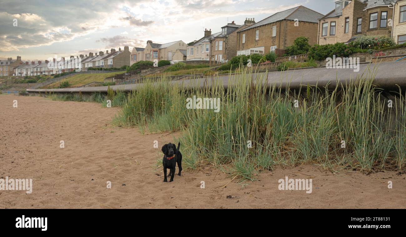 Black working cocker spaniel on a beach next to some grass and the sea wall Stock Photo